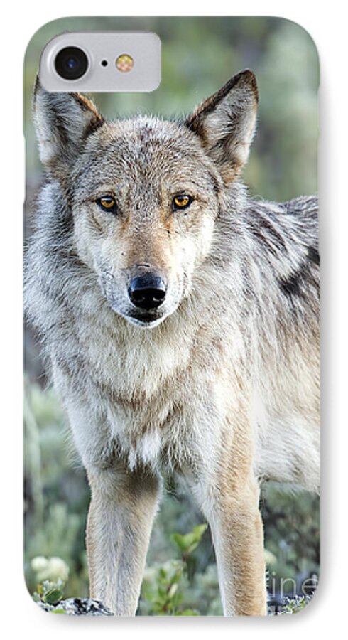 Wolf iPhone 8 Case featuring the photograph Eye Contact with a Gray Wolf by Deby Dixon