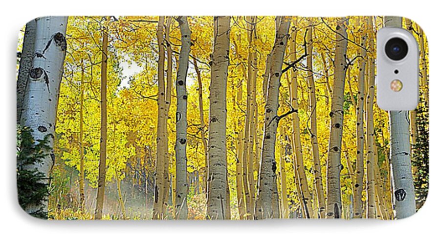 Aspen Trees iPhone 8 Case featuring the photograph Fall Morning Shine by Matt Helm