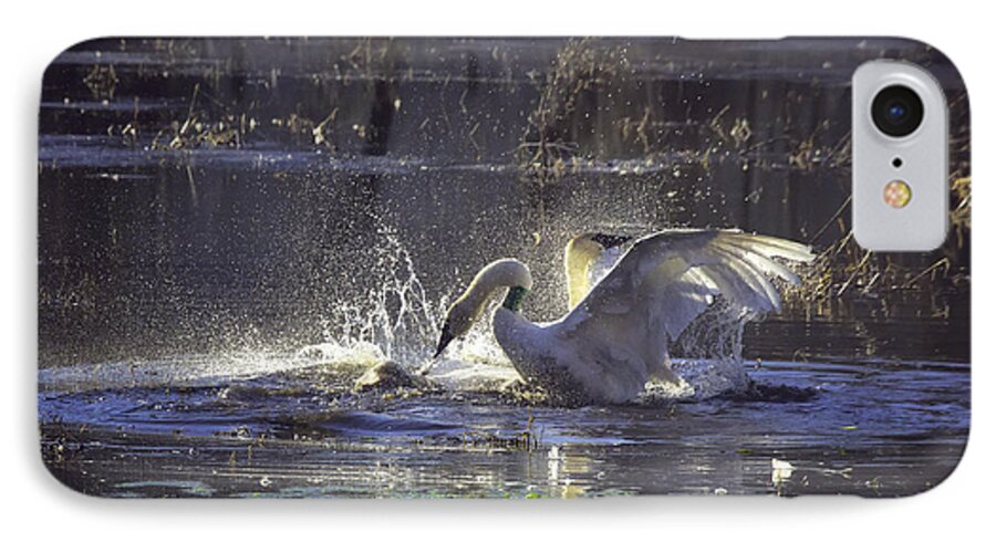 Trumpeter Swans iPhone 8 Case featuring the photograph Fighting Swans Boxley Mill Pond by Michael Dougherty