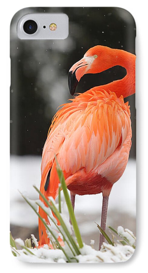 Bird iPhone 8 Case featuring the photograph Flamingo in Snow by Jack Nevitt