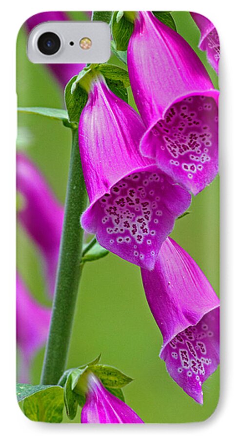 Foxglove iPhone 8 Case featuring the photograph Foxglove Digitalis purpurea by Tony Murtagh