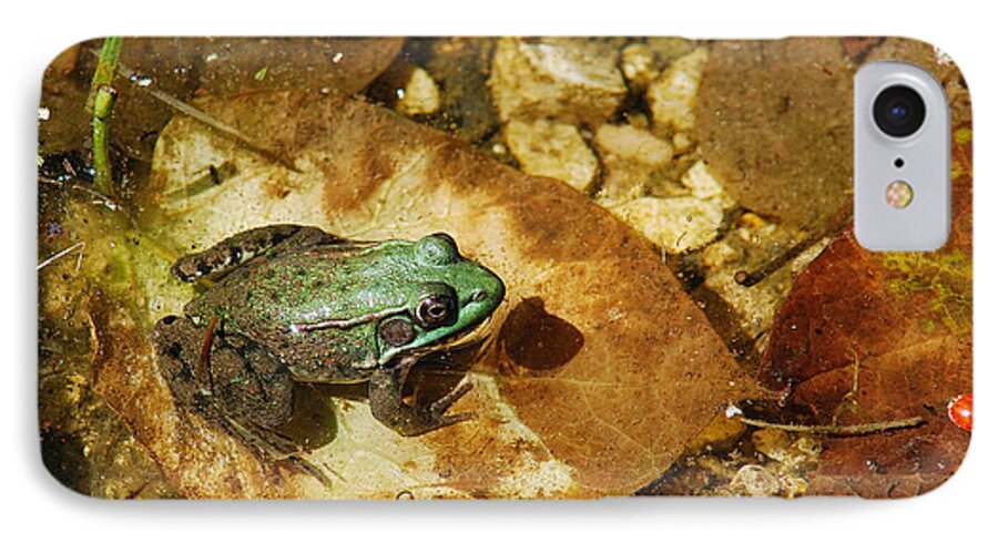 Jma iPhone 8 Case featuring the photograph Frog And A Ladybug by Janice Adomeit