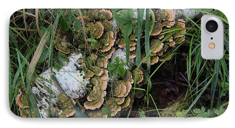 Woods iPhone 8 Case featuring the photograph Fungus on the Birch Log by Larry Capra