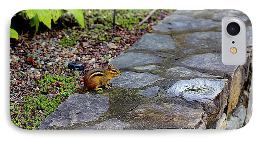 Stone iPhone 8 Case featuring the photograph Garden Chipmunk by Ules Barnwell