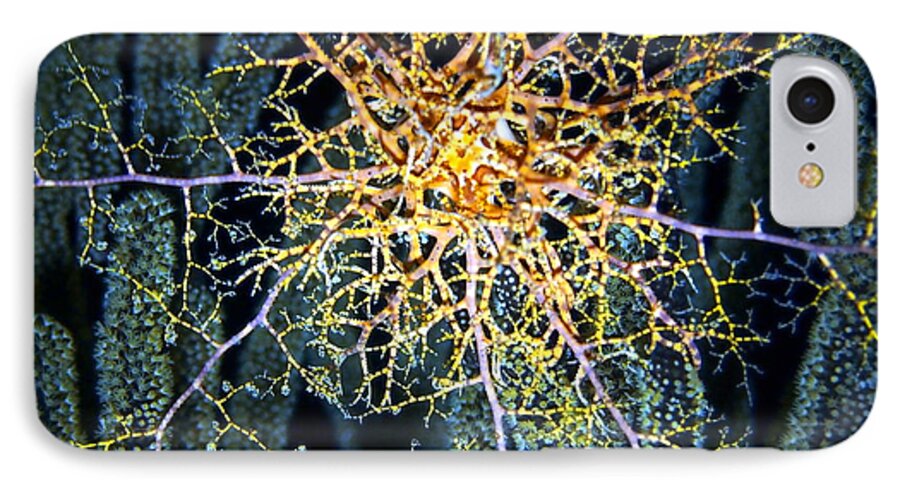 Ocean iPhone 8 Case featuring the photograph Giant Basket Star at Night by Amy McDaniel