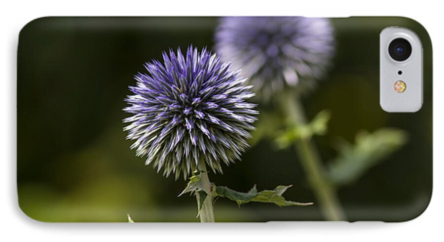 Globe Thistle iPhone 8 Case featuring the photograph Globe Thistle by Dan Hefle