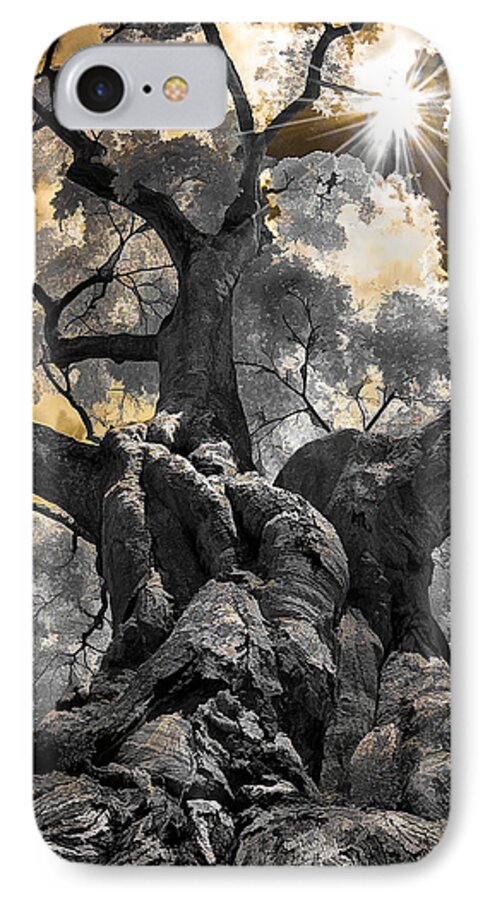 Japanese iPhone 8 Case featuring the photograph Gnarled Maple by Steve Zimic