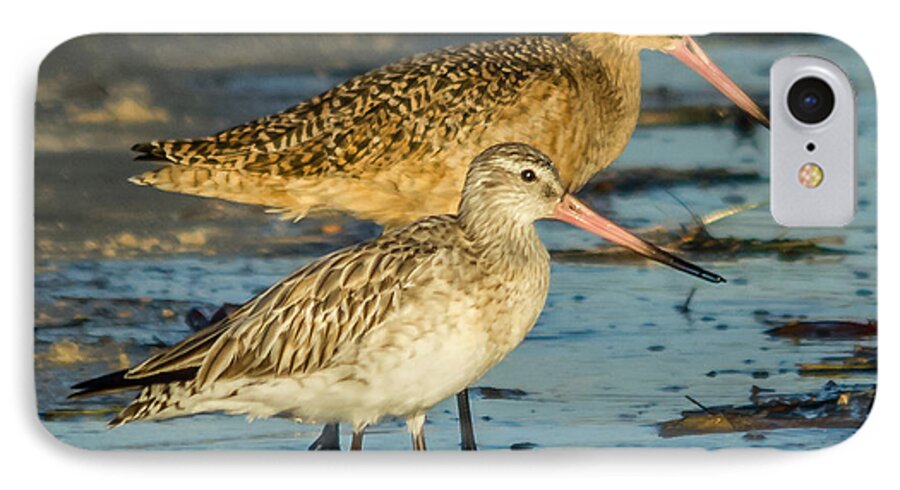 Bar-tailed Godwit iPhone 8 Case featuring the photograph Godwits by Jane Luxton