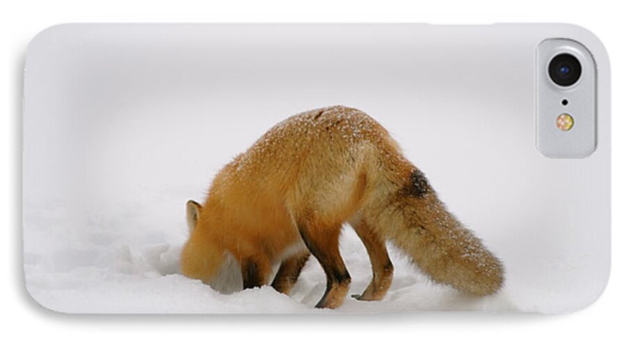Fox  Digging Mouse  Snowbank iPhone 8 Case featuring the photograph Gonna Get It by Sandra Updyke