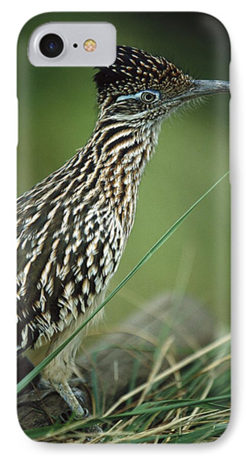 Feb0514 iPhone 8 Case featuring the photograph Greater Roadrunner Portrait by San Diego Zoo