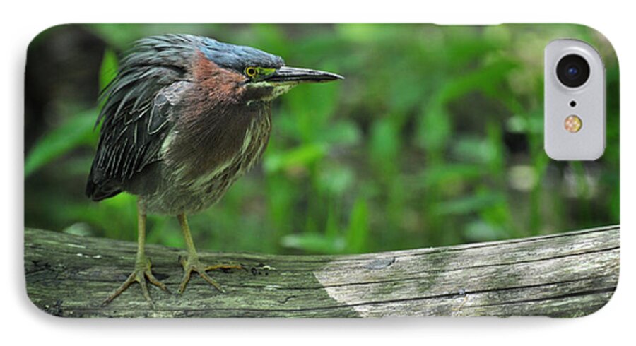 Green Backed Heron iPhone 8 Case featuring the photograph Green Backed Heron at the Swamp by Rebecca Sherman