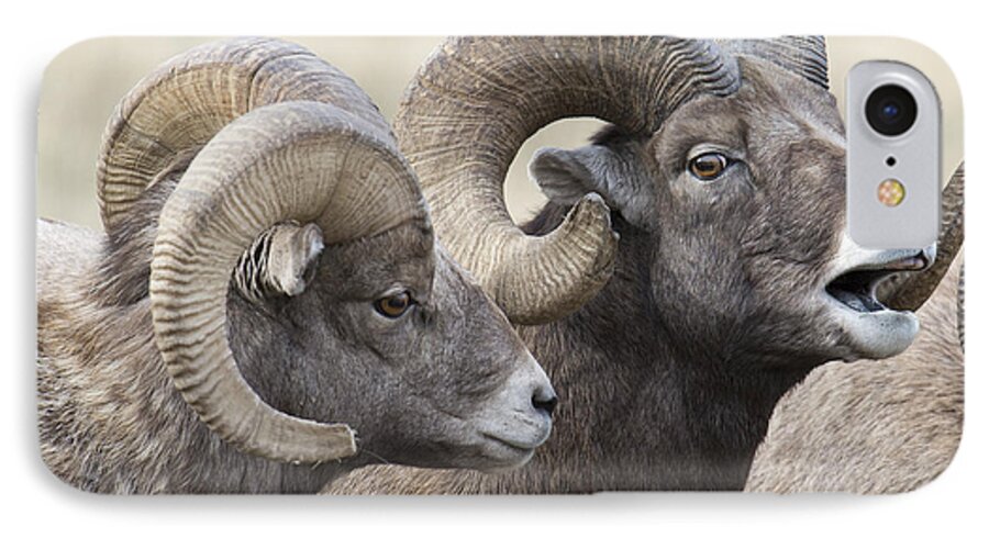Big Horn Sheep iPhone 8 Case featuring the photograph Guy Talk by Deby Dixon