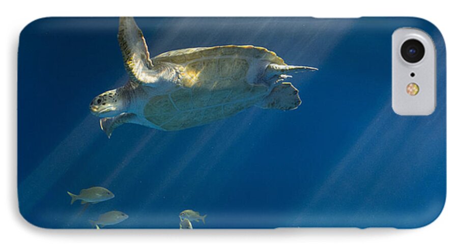 Sea iPhone 8 Case featuring the photograph Heavenly Turtle by Louise Magno