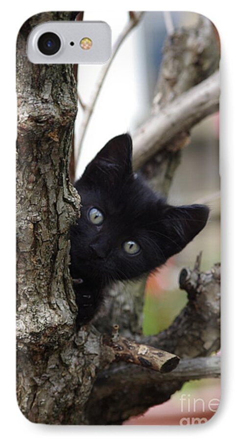 Black Cat iPhone 8 Case featuring the photograph Helloooo by Tannis Baldwin