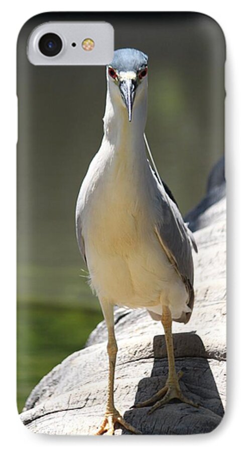 Black Crowned Night Heron iPhone 8 Case featuring the photograph Hi by Amy Gallagher