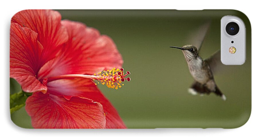 Hummingbird iPhone 8 Case featuring the photograph Hibiscus Hummingbird by John Crothers