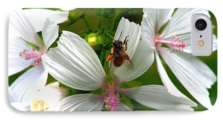 Honey Bee iPhone 8 Case featuring the photograph Honey bee in the mallow by Sue Long