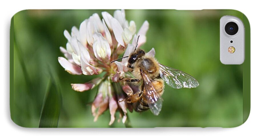 Honeybee iPhone 8 Case featuring the photograph Honeybee on Clover by Lucinda VanVleck