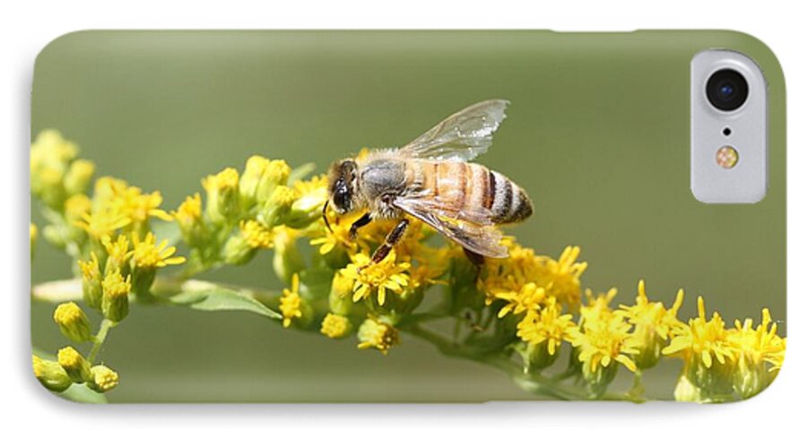Honeybee iPhone 8 Case featuring the photograph Honeybee on Goldenrod Twig by Lucinda VanVleck