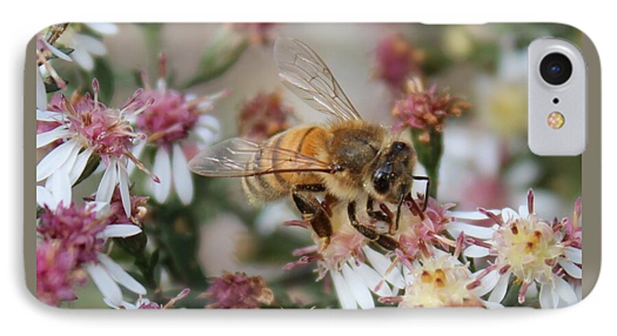 Honeybee iPhone 8 Case featuring the photograph Honeybee Sipping Nectar on Wild Aster by Lucinda VanVleck