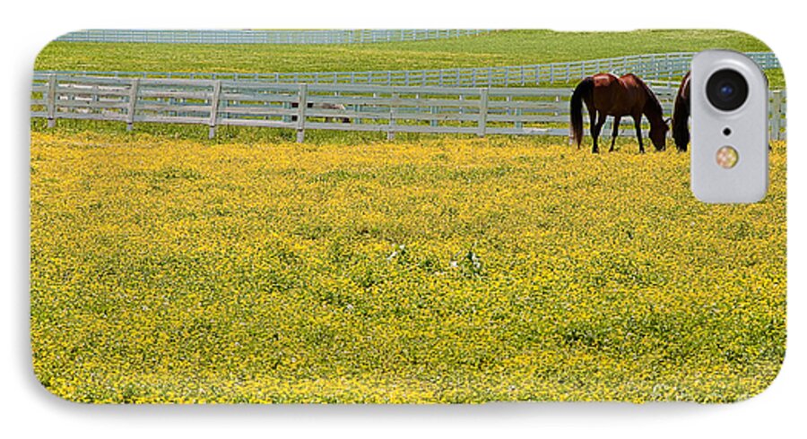 Field iPhone 8 Case featuring the photograph Horses Grazing in Field by Danny Hooks