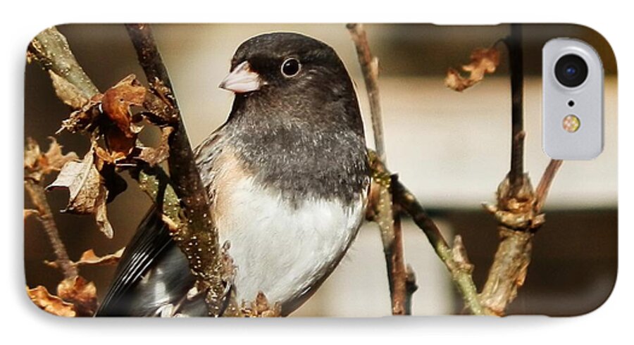 Bird iPhone 8 Case featuring the photograph How's This Babe? by VLee Watson