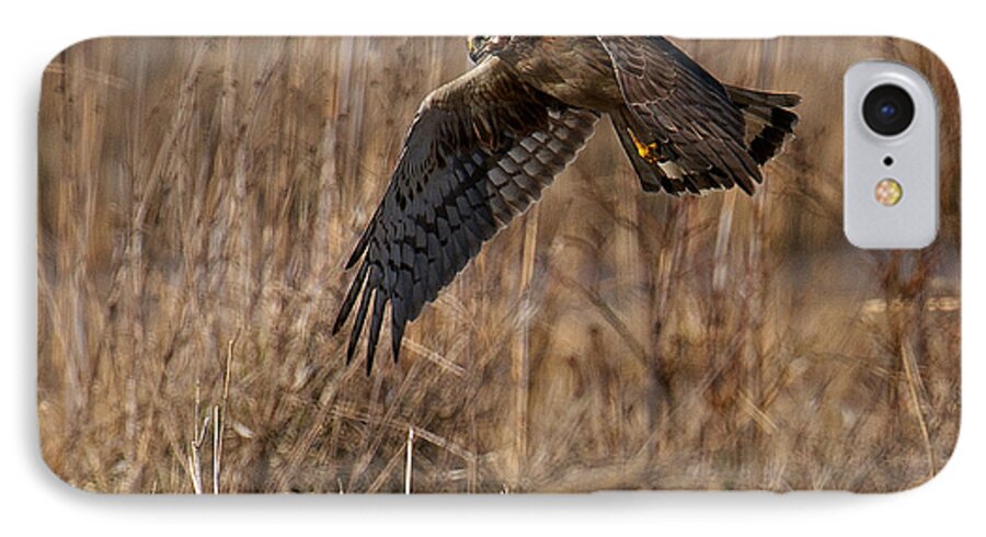 Raptor iPhone 8 Case featuring the photograph Hunting Harrier by Craig Leaper