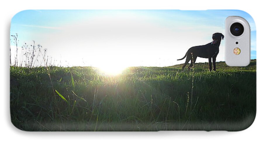 Dog iPhone 8 Case featuring the photograph In the Field by Paul Foutz