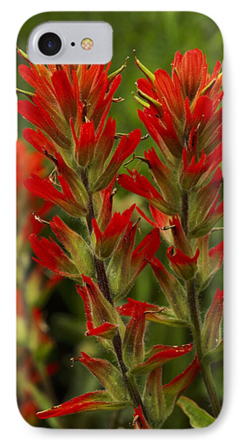 Colorado iPhone 8 Case featuring the photograph Indian Paintbrush by Alan Vance Ley