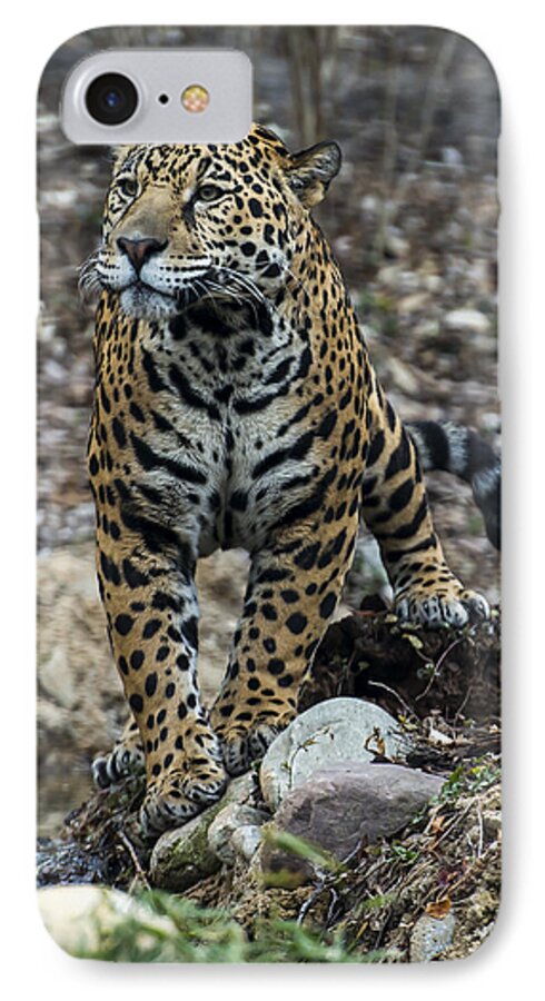 Jaguar iPhone 8 Case featuring the photograph Jaguar by Phil Abrams