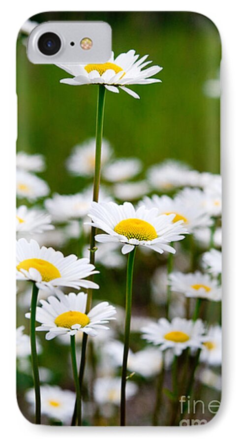 Oxeye Daisy iPhone 8 Case featuring the photograph Jasper - Oxeye Daisy Wildflower 2 by Terry Elniski