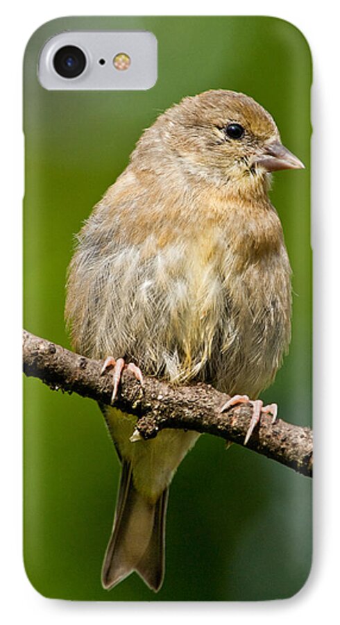 American Goldfinch iPhone 8 Case featuring the photograph Juvenile American Goldfinch by Jeff Goulden