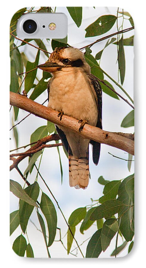Bird iPhone 8 Case featuring the photograph Kookaburra by Carole Hinding