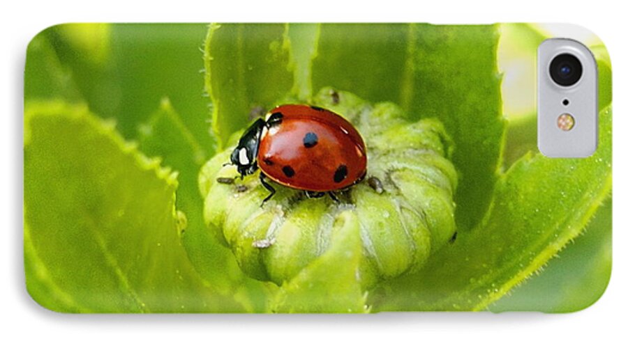 Nature iPhone 8 Case featuring the photograph Lady Bug in the Garden by Amy McDaniel