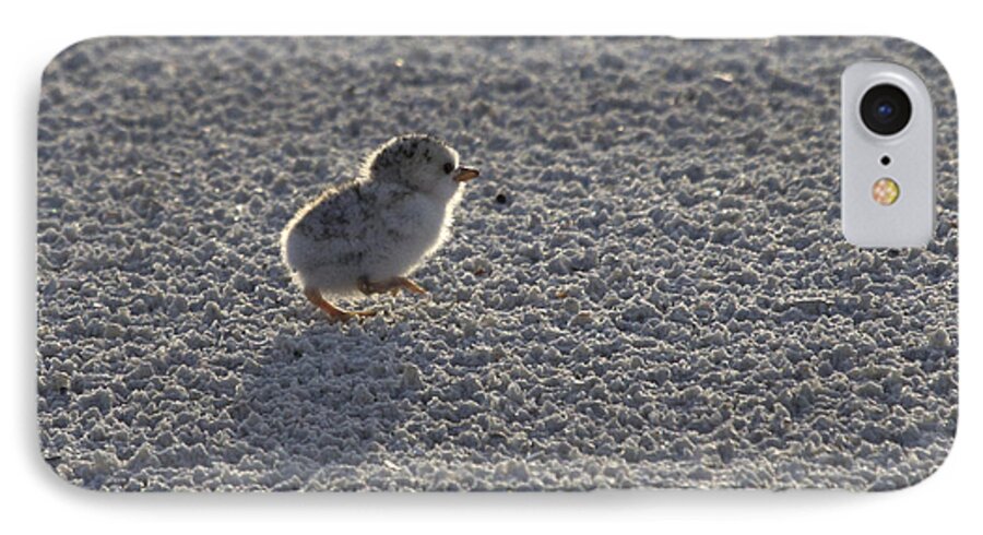Least Tern iPhone 8 Case featuring the photograph Least Tern Chick by Meg Rousher
