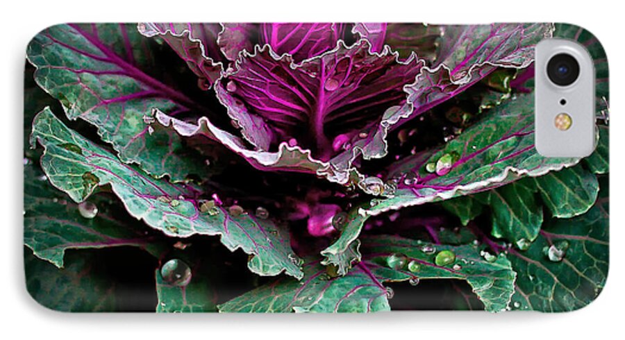 Rain iPhone 8 Case featuring the photograph Decorative Cabbage After Rain Photograph by Walt Foegelle