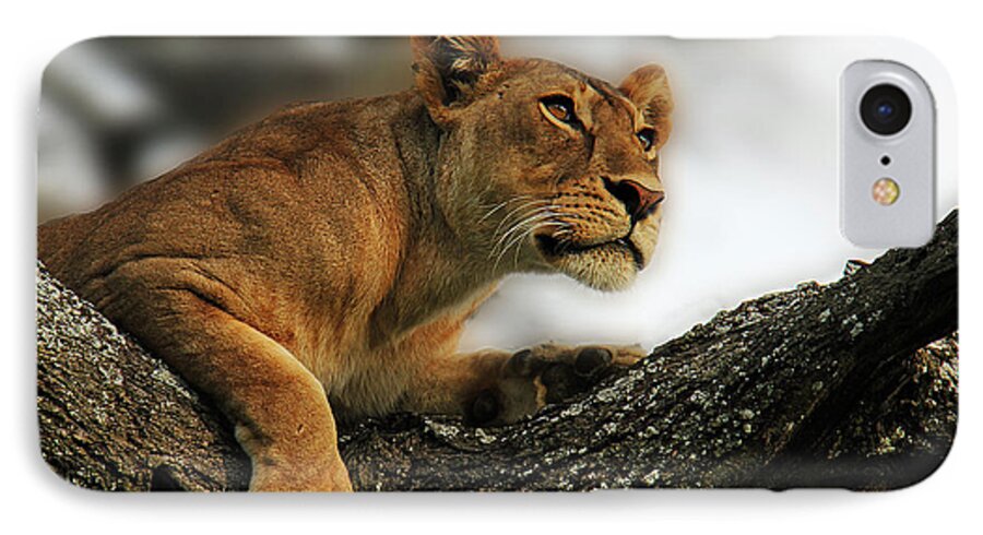 Lioness iPhone 8 Case featuring the photograph Lioness by Christine Sponchia