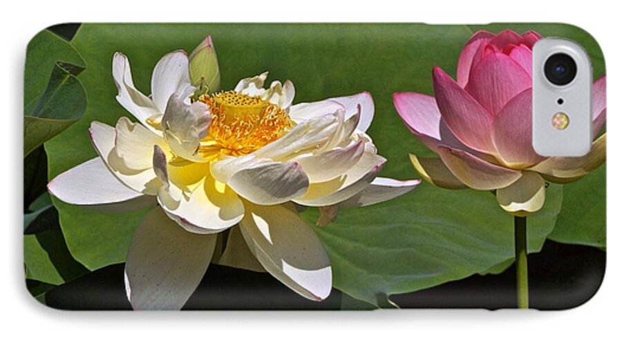 Lotus Hybrids iPhone 8 Case featuring the photograph Lotus Pink -- Lotus White And Gold by Byron Varvarigos