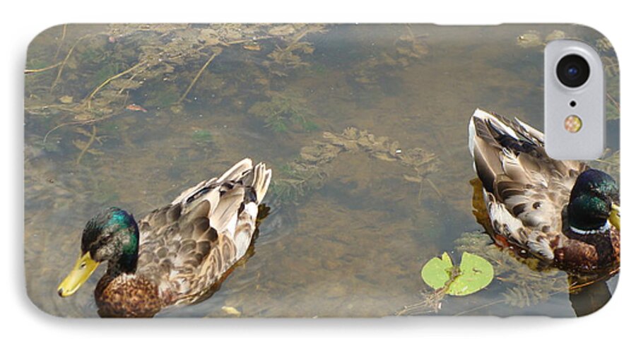 Male Mallards iPhone 8 Case featuring the photograph Male Mallards by Anthony Seeker