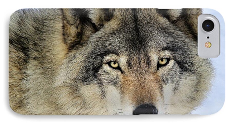 Timber Wolf iPhone 8 Case featuring the photograph Misunderstood by Tony Beck