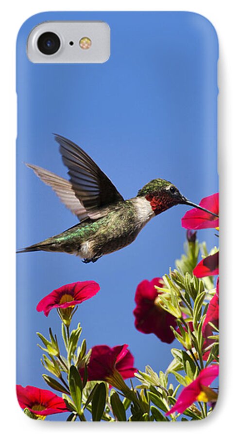Hummingbird iPhone 8 Case featuring the photograph Moments of Joy by Christina Rollo