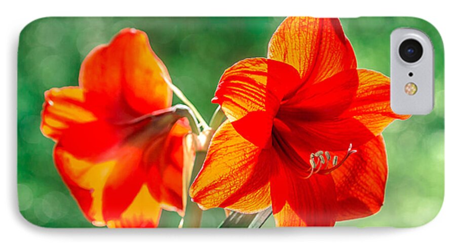 Red Amaryllis Flower iPhone 8 Case featuring the photograph Moms Amaryllis Flower by Mike Covington