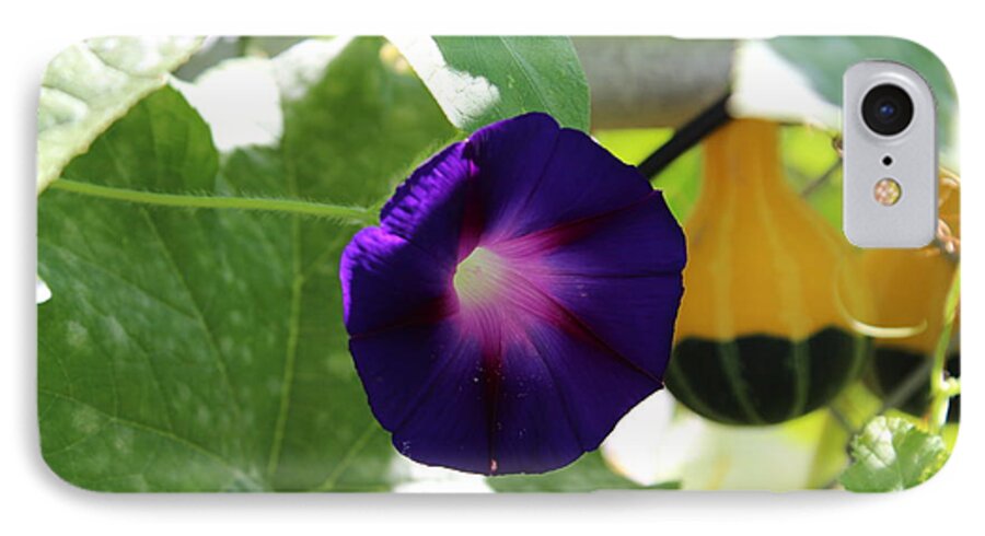 Flower iPhone 8 Case featuring the photograph Morning Glory by John Mathews