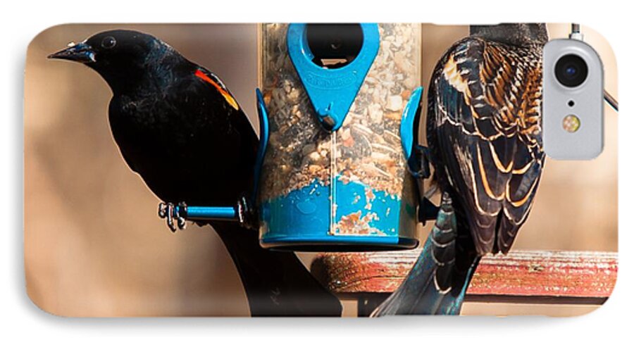 Red Winged Blackbird iPhone 8 Case featuring the photograph Mr. and Mrs. Red Winged Blackbird by Robert L Jackson
