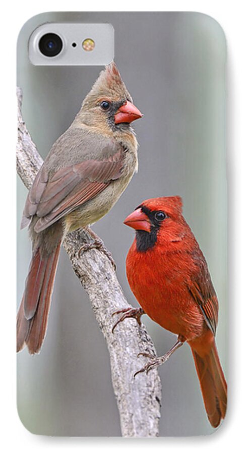Cardinals iPhone 8 Case featuring the photograph My Cardinal Neighbors by Bonnie Barry
