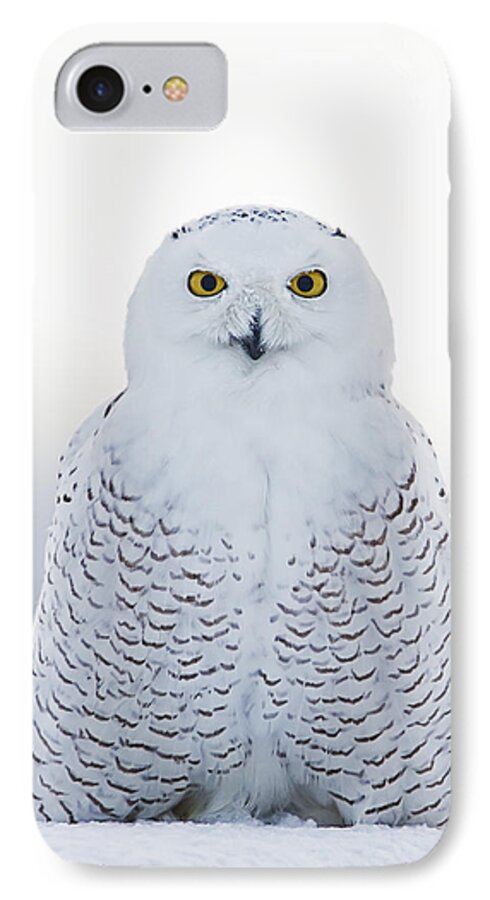 Snowy Owl iPhone 8 Case featuring the photograph NH Seacoast Snowy Owl by John Vose