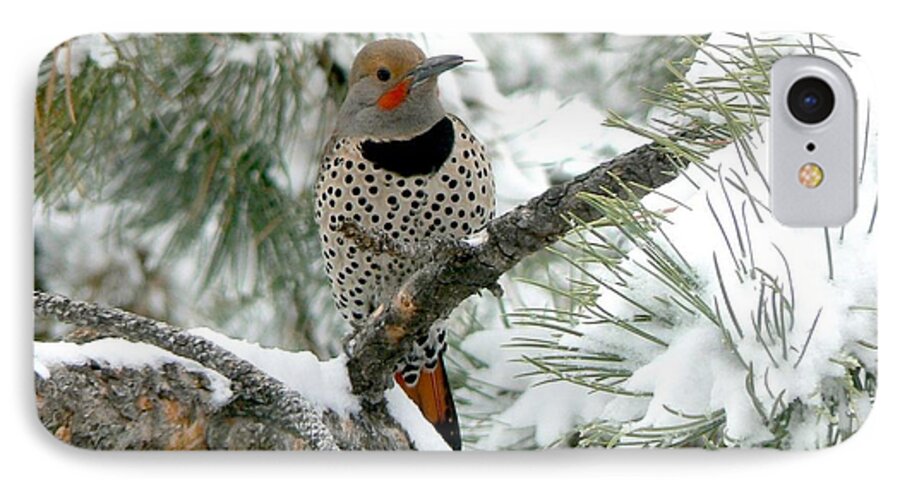 Colorado iPhone 8 Case featuring the photograph Northern Flicker on Snowy Pine by Marilyn Burton