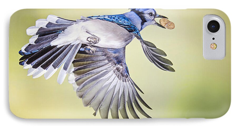 Blue Jay iPhone 8 Case featuring the photograph Number One Jay by Peg Runyan