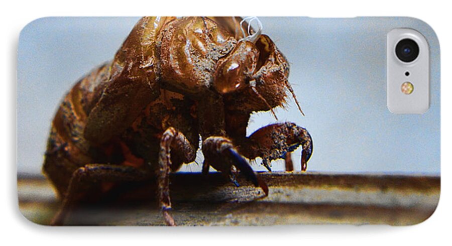 Cicada iPhone 8 Case featuring the photograph Oh Shell No by Jeffrey Platt