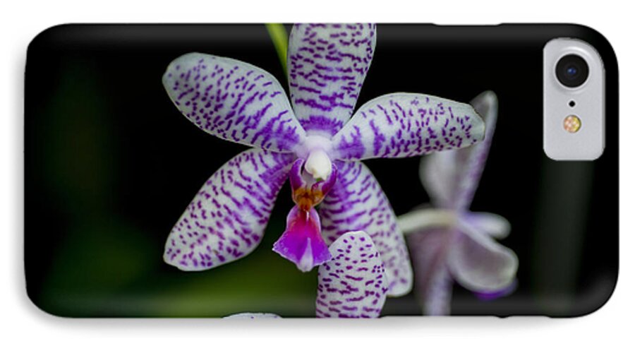 Orchid iPhone 8 Case featuring the photograph Orchid #3 by Phil Abrams